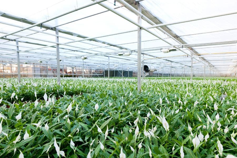 Calla Lilies Are Susceptible To Disease Throughout The Growth Cycle