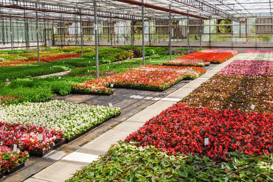 Close Contact Can Spread Disease In Bedding Plants