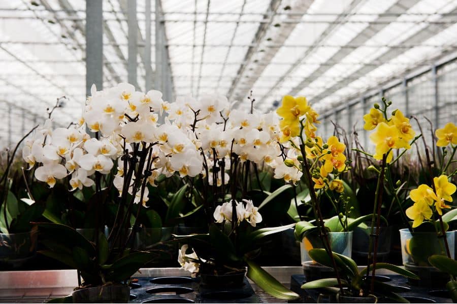 Orchids Diseases Can Occur In Finishing And Shipment