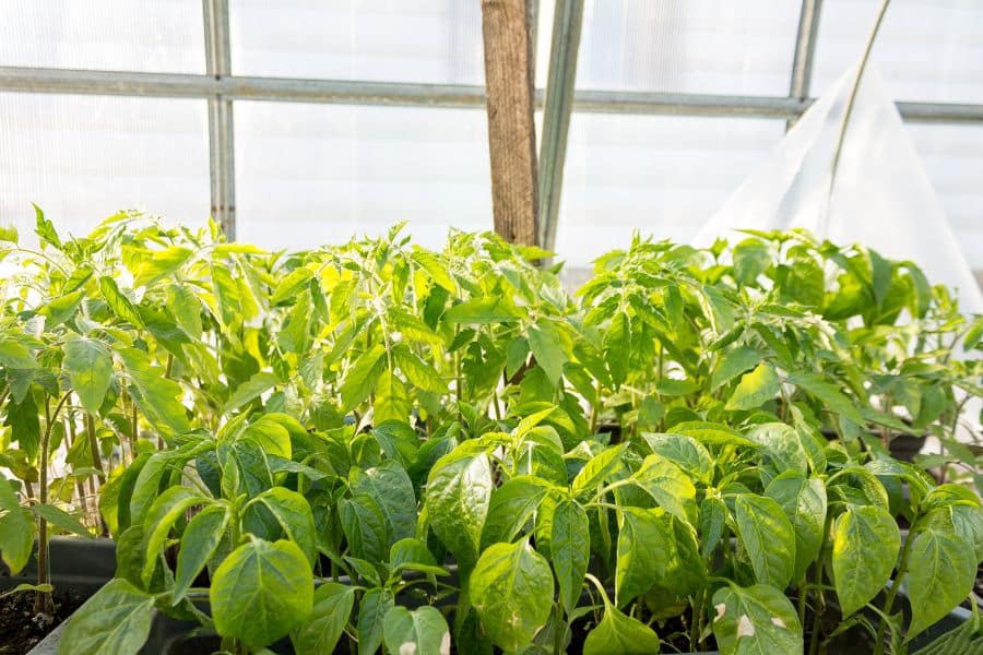 Use Phyton 35 Throughout Edible Plant Growth Cycles