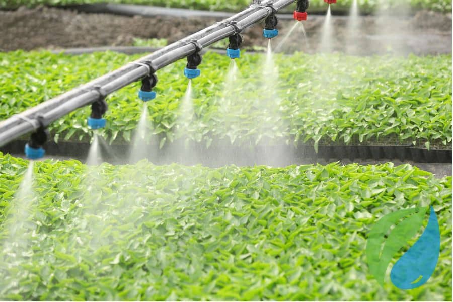 Absorption The Key To Disease Control Phyton Corp