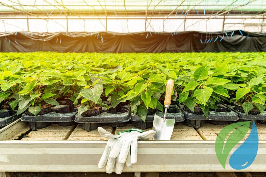 Achieve Poinsettia Perfection With Phyton 27