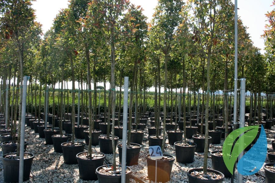 Broad Spectrum Disease Control For Ornamental Trees And Shrubs