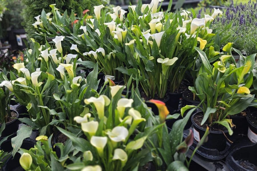 Calla Lilies Are Very Susceptible To Bacterial Soft Rot