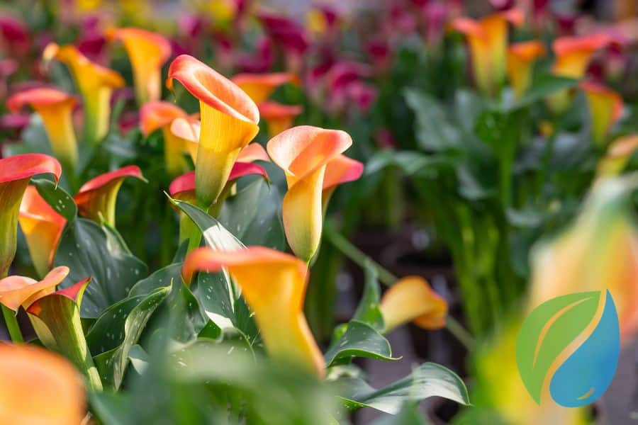 Cally Lily Disease Control With Phyton Corp
