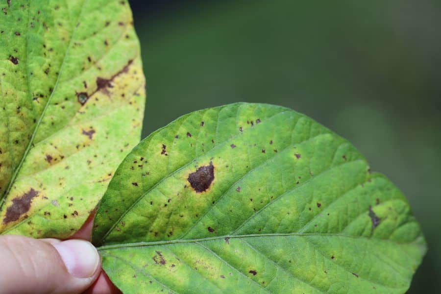 Cercospora Appears As Spreading Purple Spots With Feathered Margins