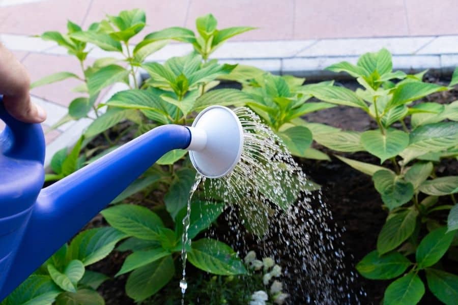 Check Your Water Ph To Make Sure It Stays At Optimal Levels
