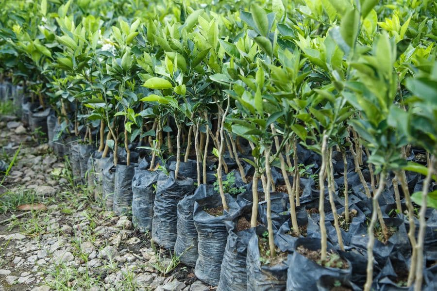 Close Promixity Increases The Chance Of Disease Phyton Corp