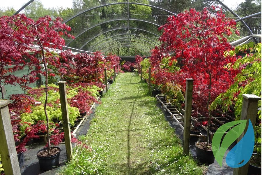 Common Japanese Maple Diseases And How To Treat Them