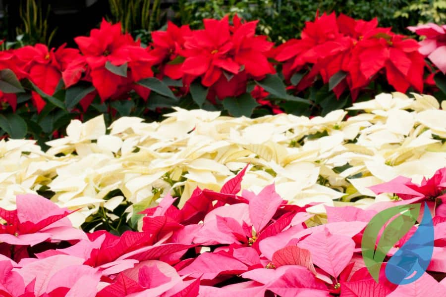 Common Poinsettia Diseases Phyton Corp