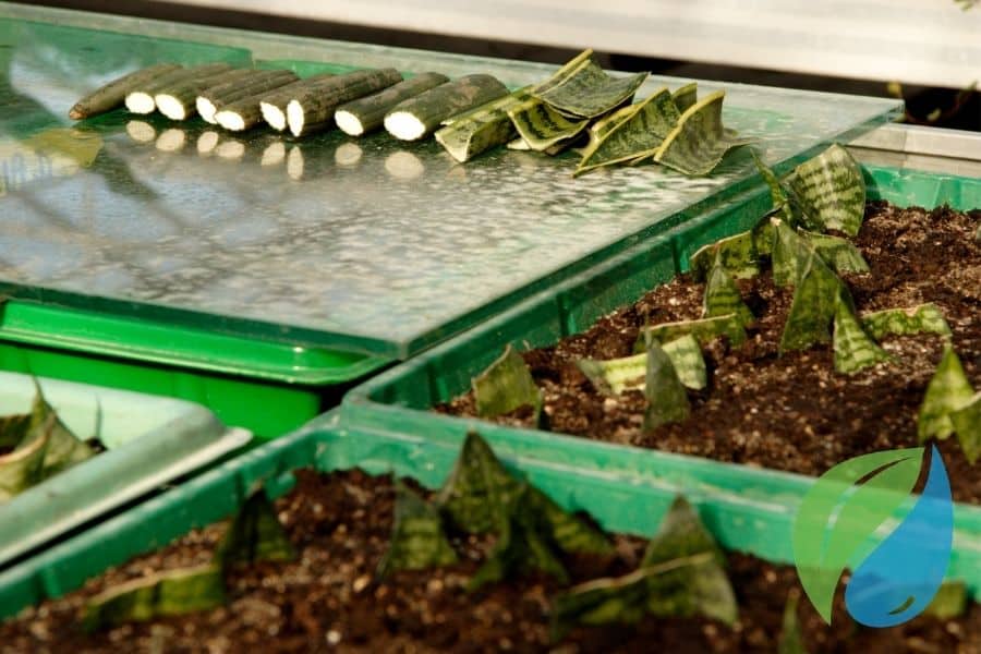 Controlling Cylindrocladium Root And Cutting Rot During Propagation