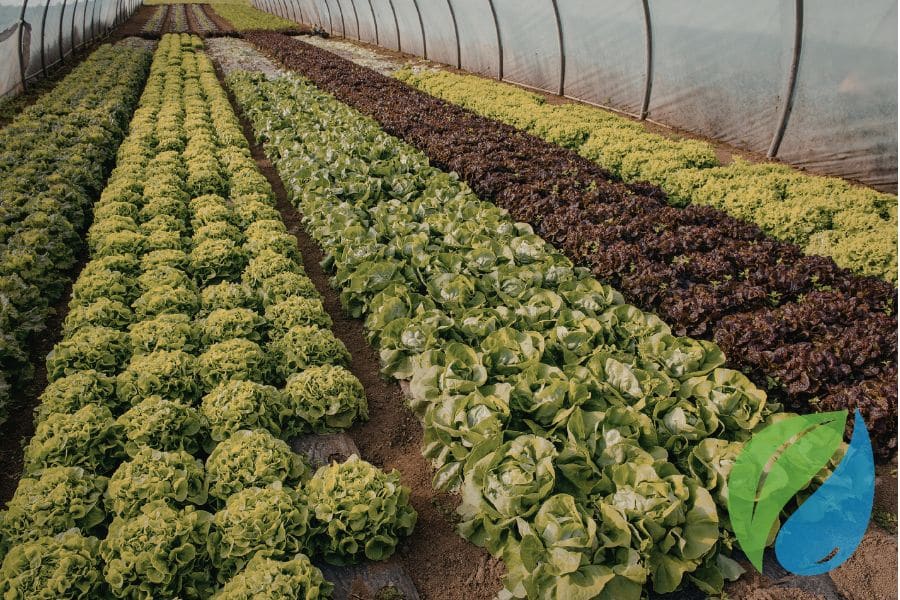 Disease Control For Edible Plants With Phyton 35