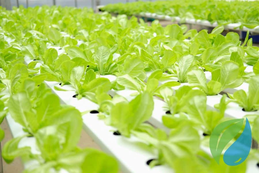 Disease Control For Vegetables Edible Plants Phyton Corp