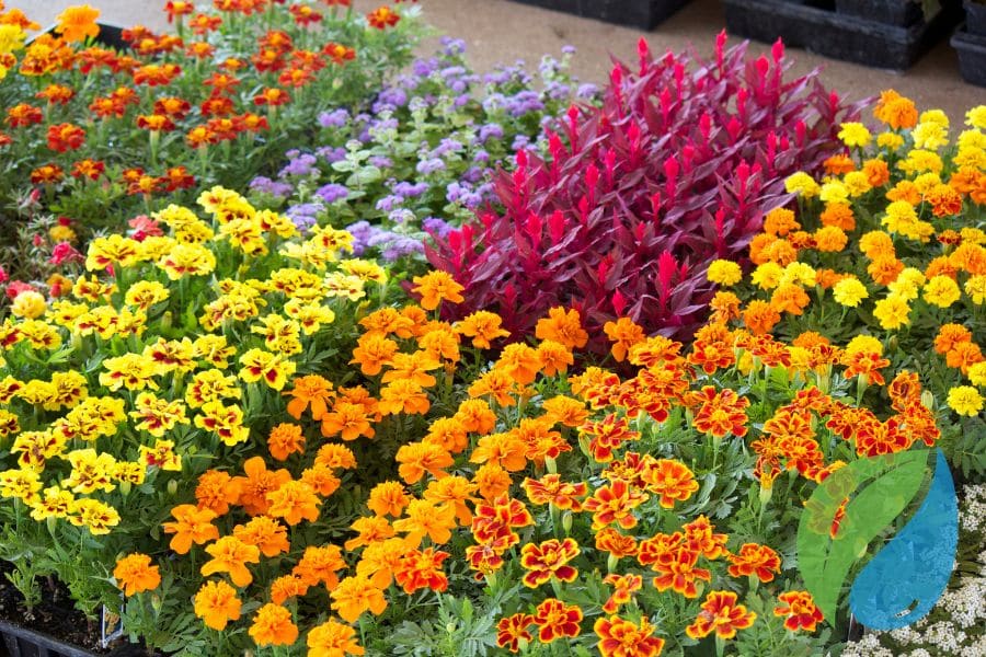 Disease Control In Bedding Plants With Phyton 35