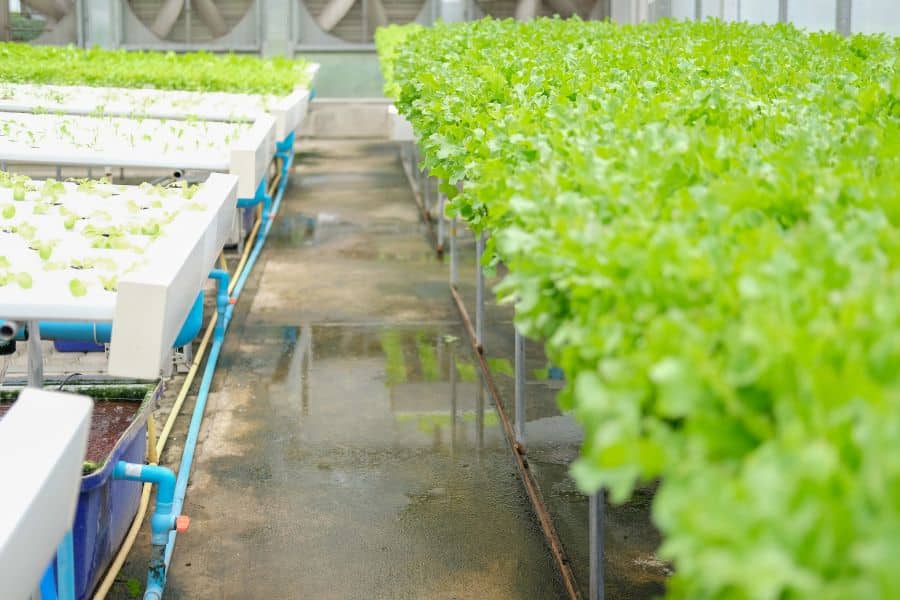 Environmental Conditions Can Cause Disease To Spread