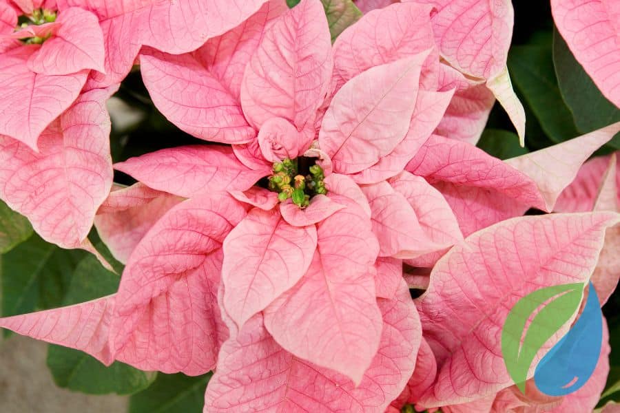 Facts About Poinsettias To Share With Your Customers This Holiday Season Phyton