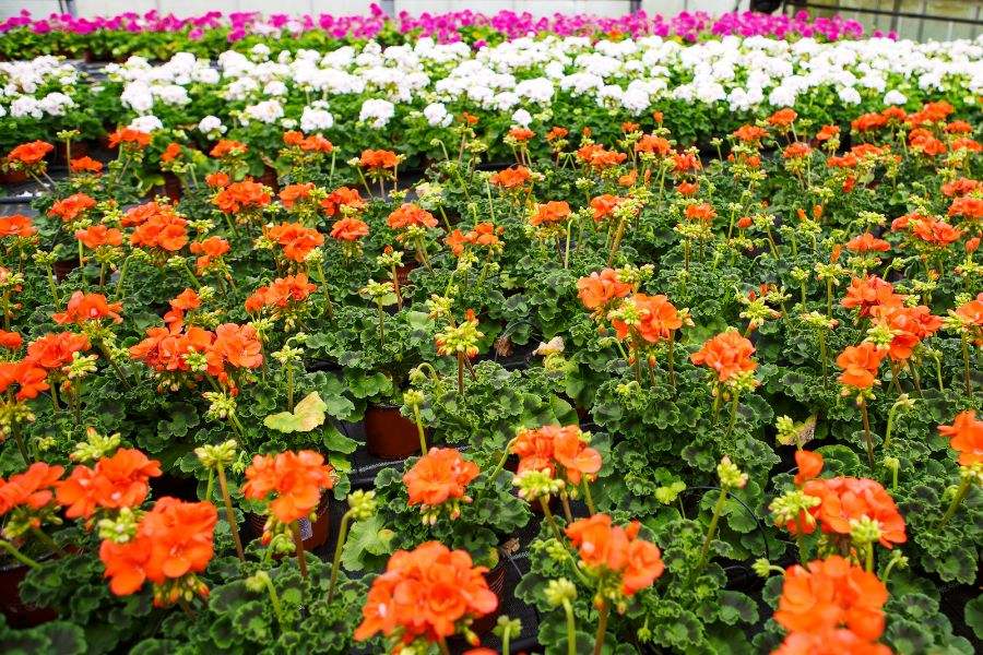 Geraniums Are Susceptible To Diseases Throughout The Production Cycle Phyton