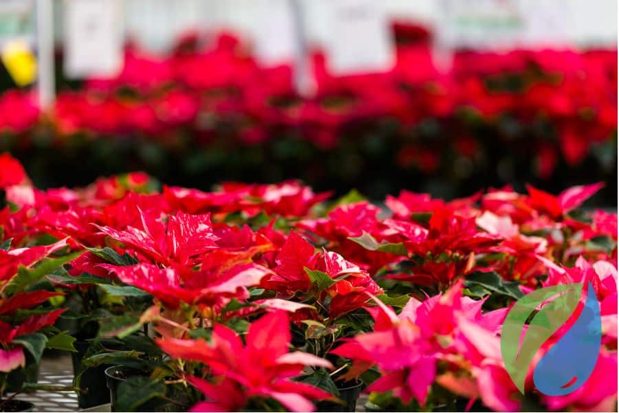 How Manganese Affects Plant Growth Phyton Corp