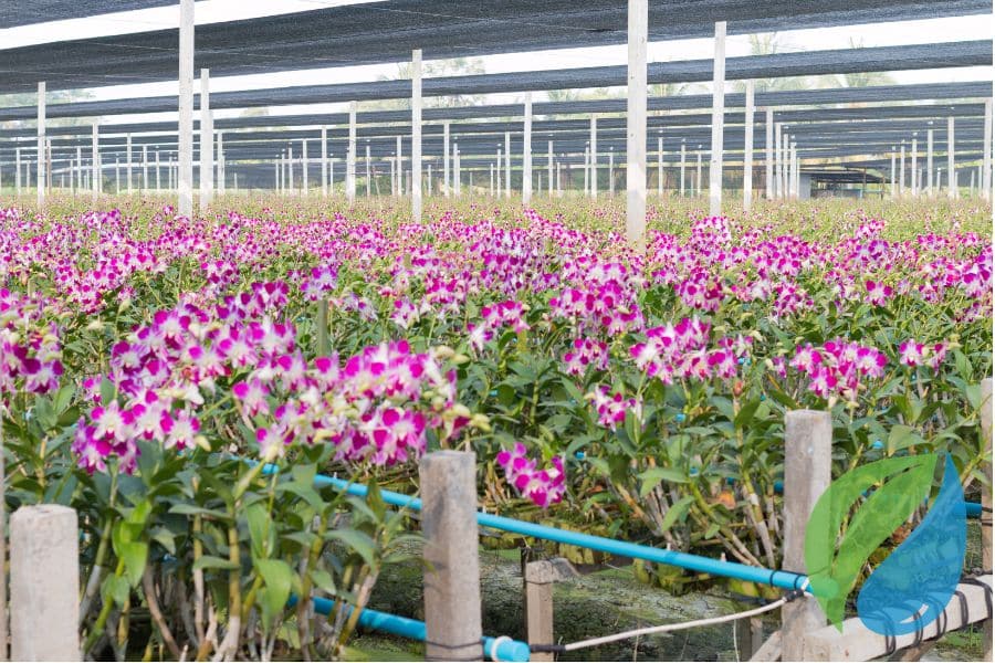 Keeping Orchids Disease Free Before Retail With Phyton 27