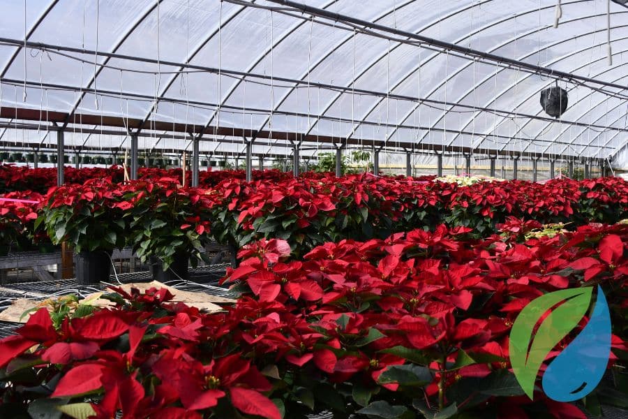 Poinsettia Disease Control Greenhouse And Nurseries Phyton Corp
