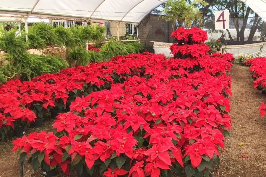 Poinsettias Are Particularly Vulnerable At Pinch