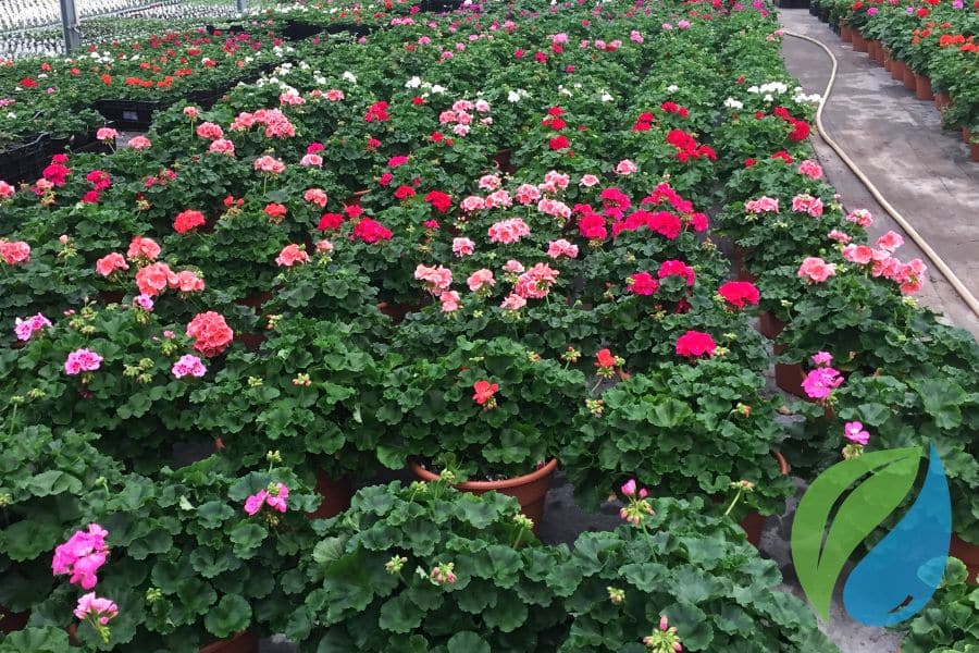 Prevent These Common Geranium Diseases This Summer Phyton