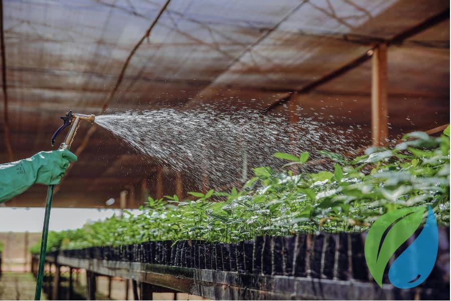 Preventing Disease During Mist Propagation Phyton