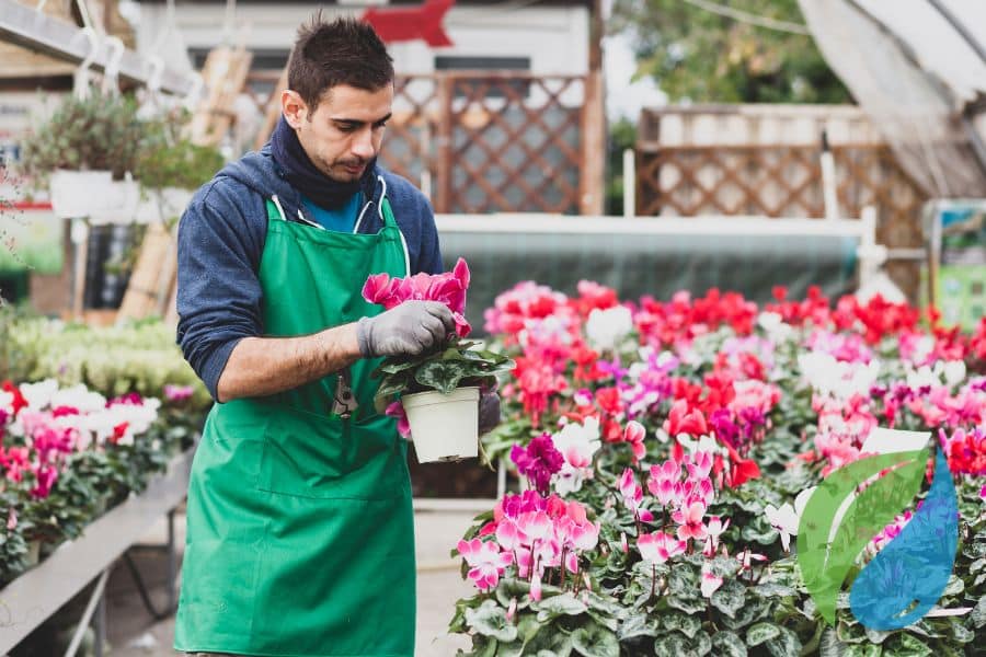 Protect Poinsettias Cyclamen And Calla Lily From Bacterial Soft Rot