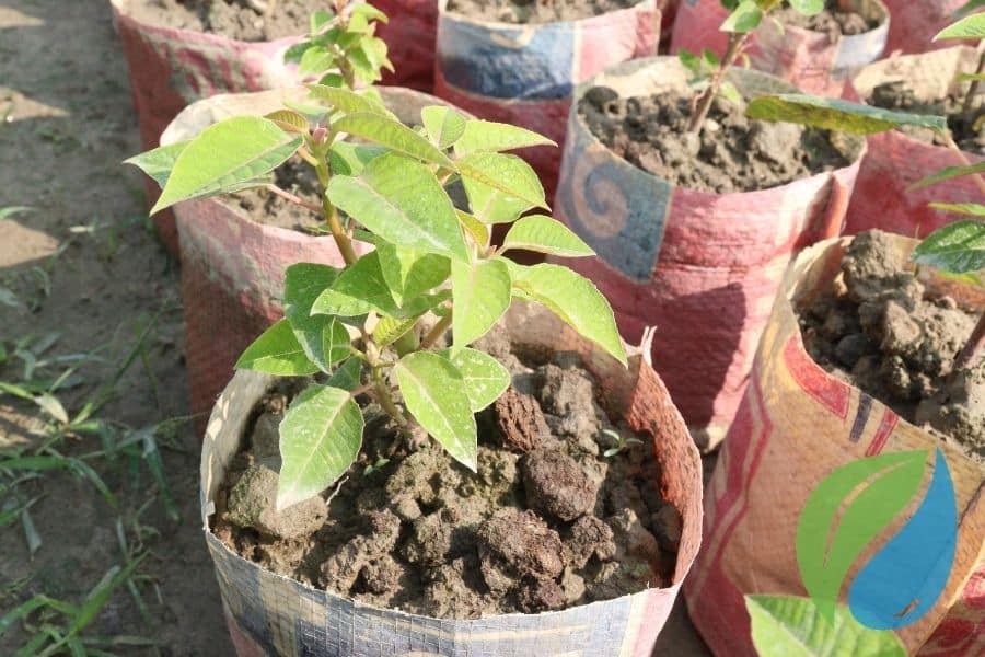 Protect Poinsettias During Propagation With Phyton 27