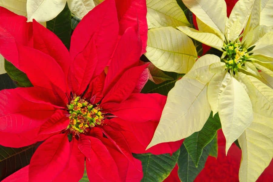 Red And White Poinsettias Are Susceptible To Powdery Mildew