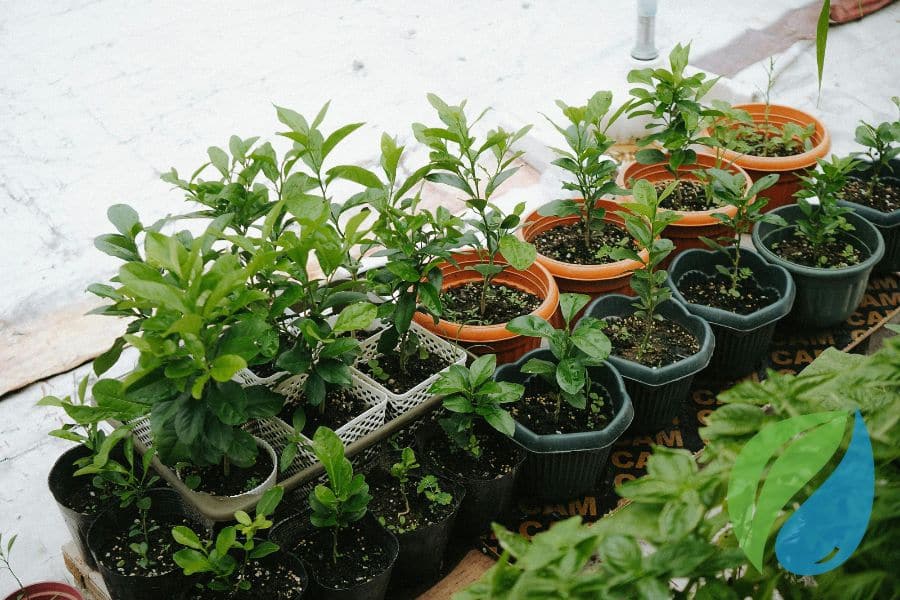 Removing Algae And Disease From Greenhouse Water Phyton