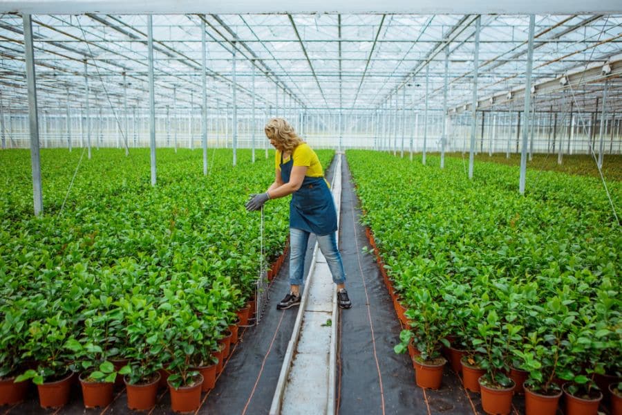 Summer Creates The Ideal Conditions For Several Different Plant Pathogens Phyton