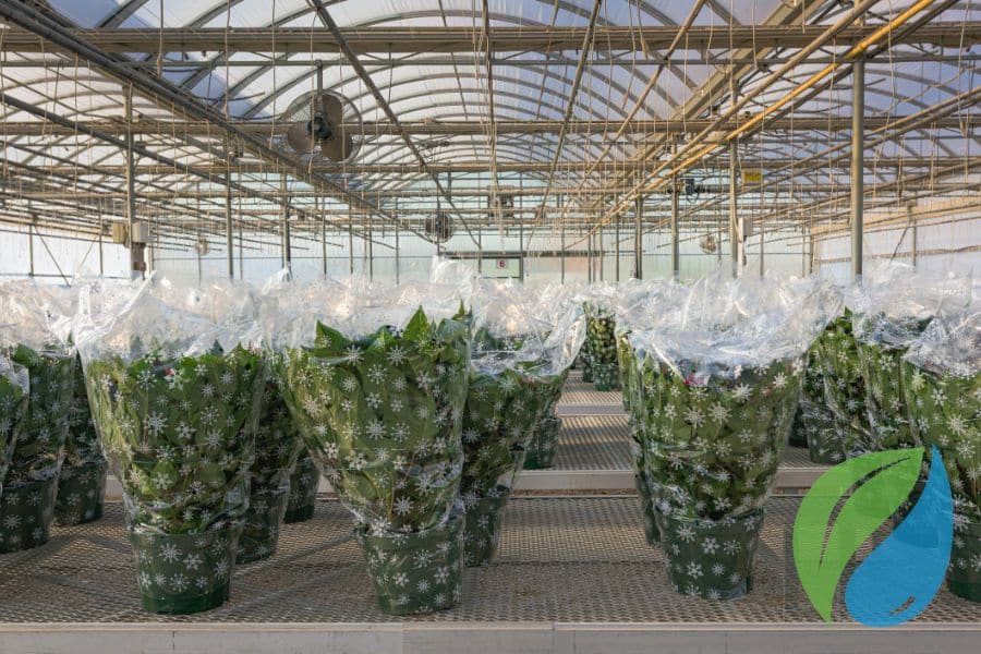 Tips For Keeping Poinsettias Healthy During The Holiday Shipping Season Phyton Corp