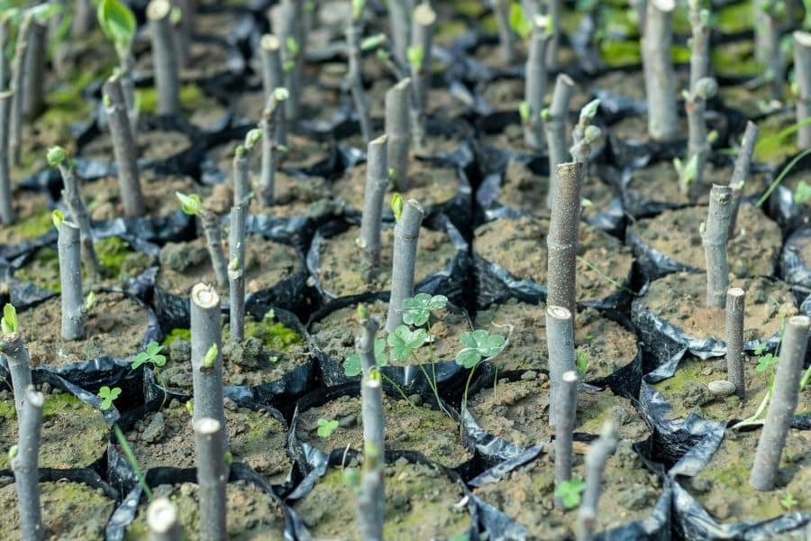 Treat Cuttings At Or Soon After Sticking To Prevent Disease