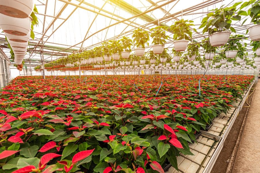 Use Phyton 27 To Protect Poinsettias From Propagation To Shipment