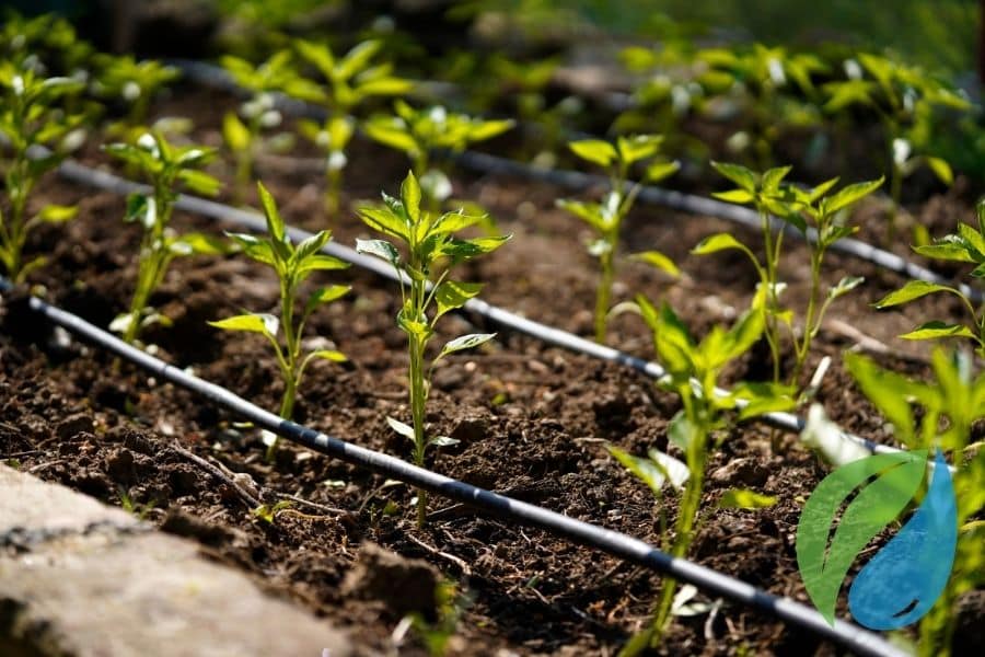 Water Ph Affects Disease Control Efficacy