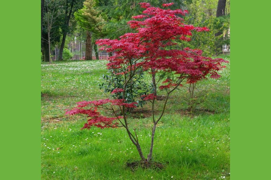 Young Japanese Maple Trees Are Susciptible To Botrytis Blight
