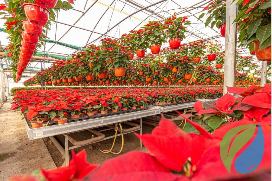 Your Poinsettia Disease Control Calendar